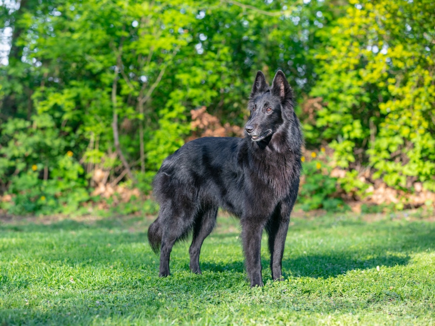belgian shepherd