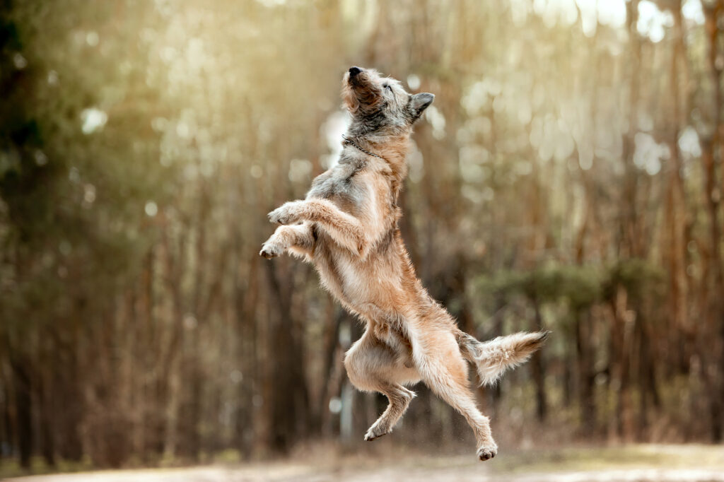 belgian laekonois