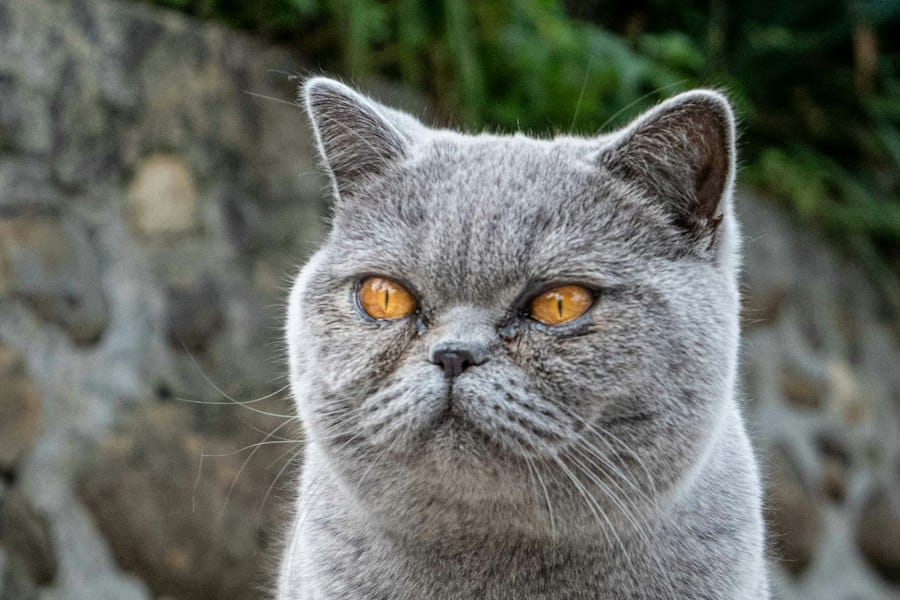 گربه بریتیش شورتهیر