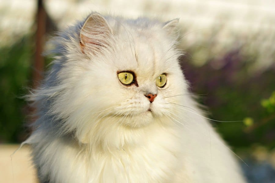 گربه پرشین