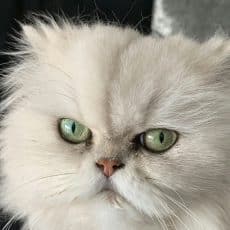 نژاد گربه پرشین