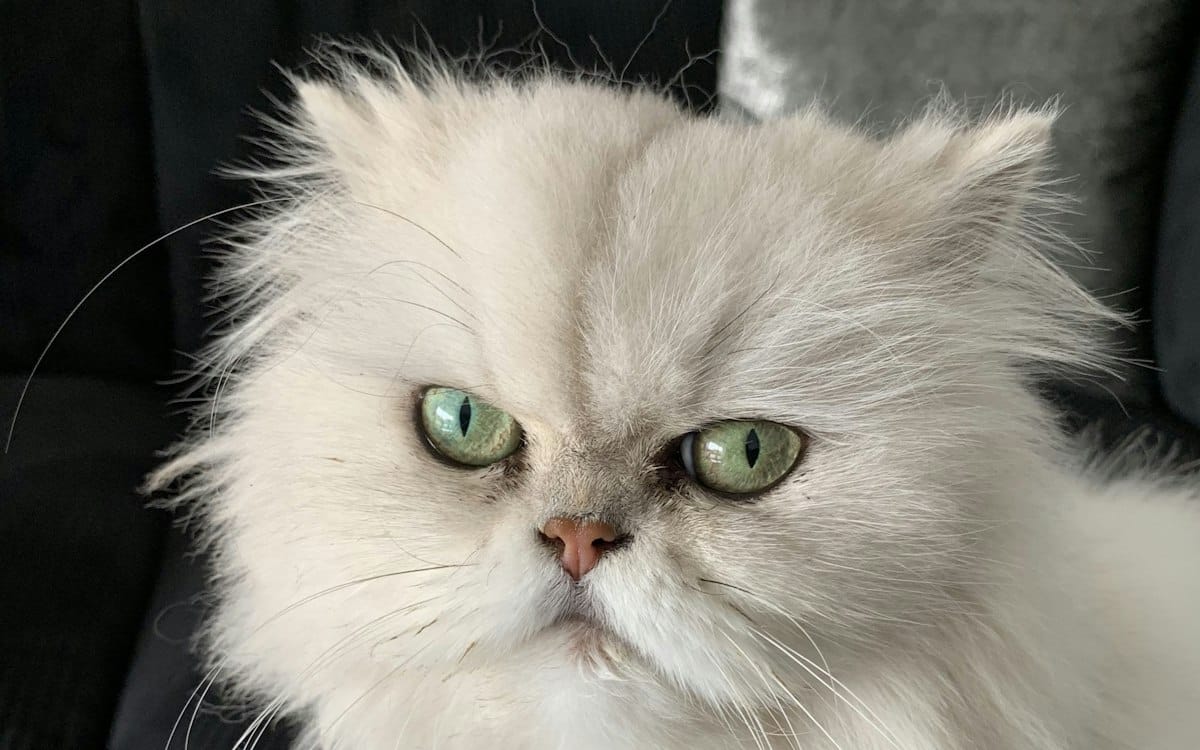 نژاد گربه پرشین
