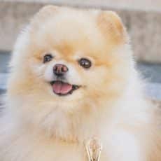 سگ نژاد پامرانین