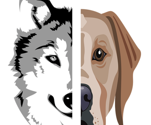 dog-wolf